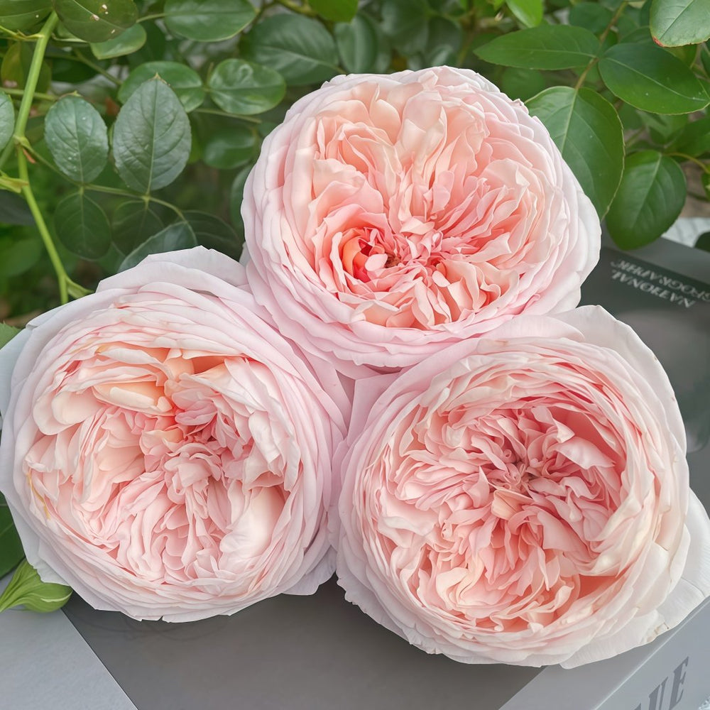 Yanzi Rose Plant|妍姿 image 5