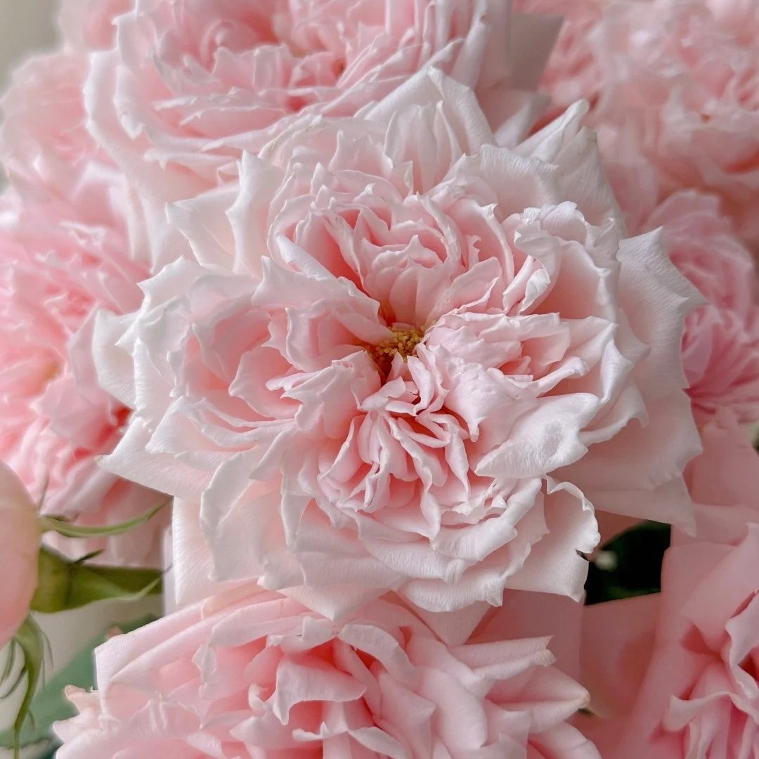 Princess Hitomi Rose Plant｜仁美公主 image 17