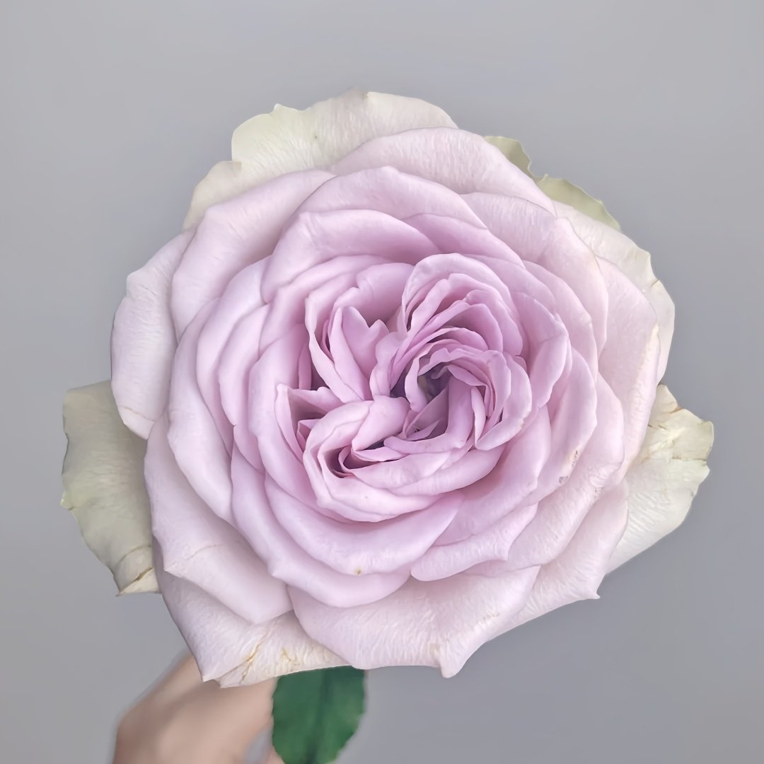 Notre Dame Rose Plant|巴黎圣母院 image 3
