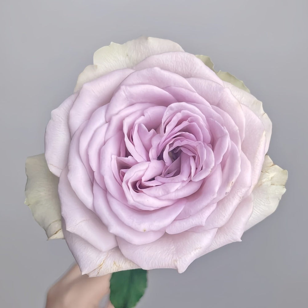 Notre Dame Rose Plant|巴黎圣母院 image 3