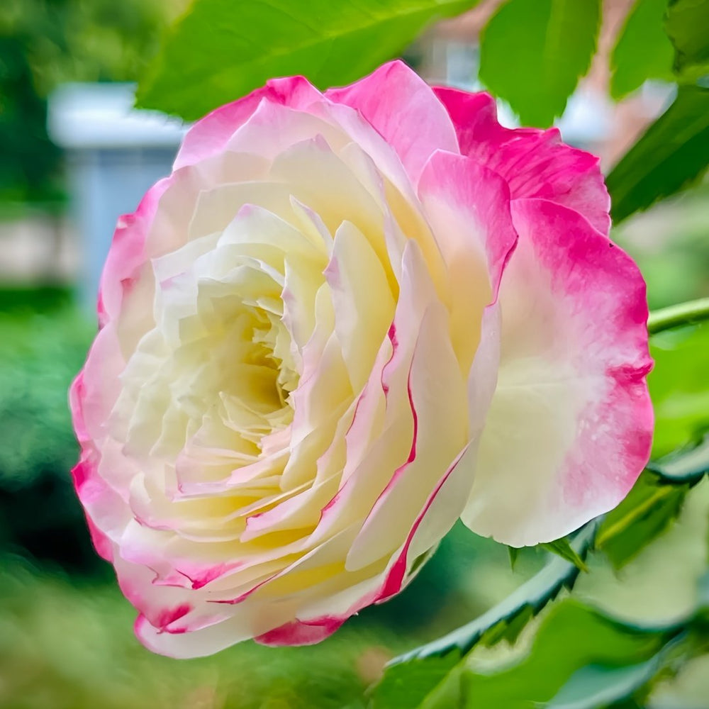 Chuzhuang Rose Plant|‌初妆 image 5