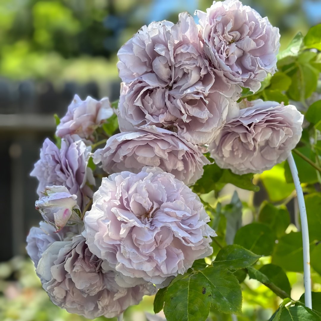 Antique Watch Rose Plant｜古董怀表 image 5