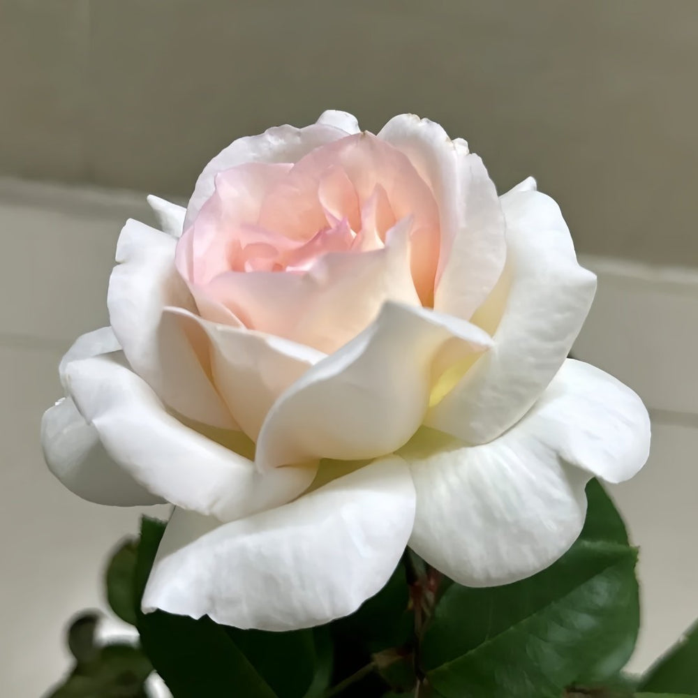 Trésor du Jardin Rose Plant|花园宝藏 image 3