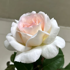 Trésor du Jardin Rose Plant|花园宝藏 image 3