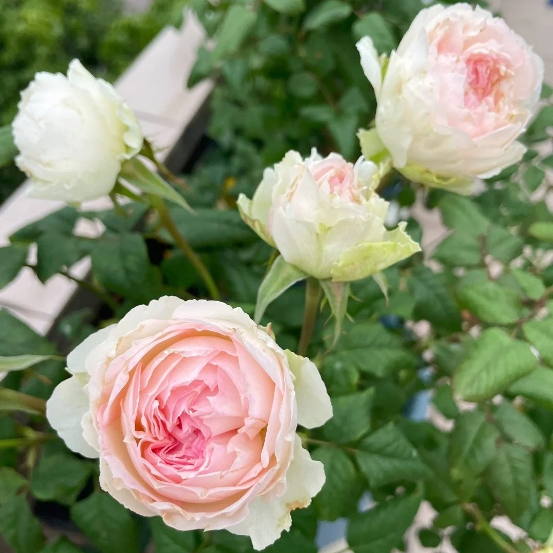M-Perzik Rose Plant｜佩尔朱克 image 4