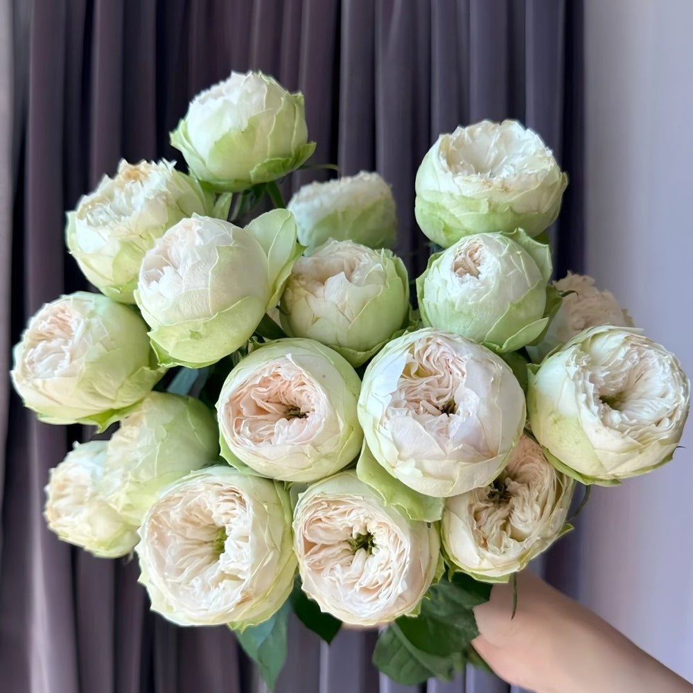 Whitby Abbey Rose Plant|惠特比修道院 image 0