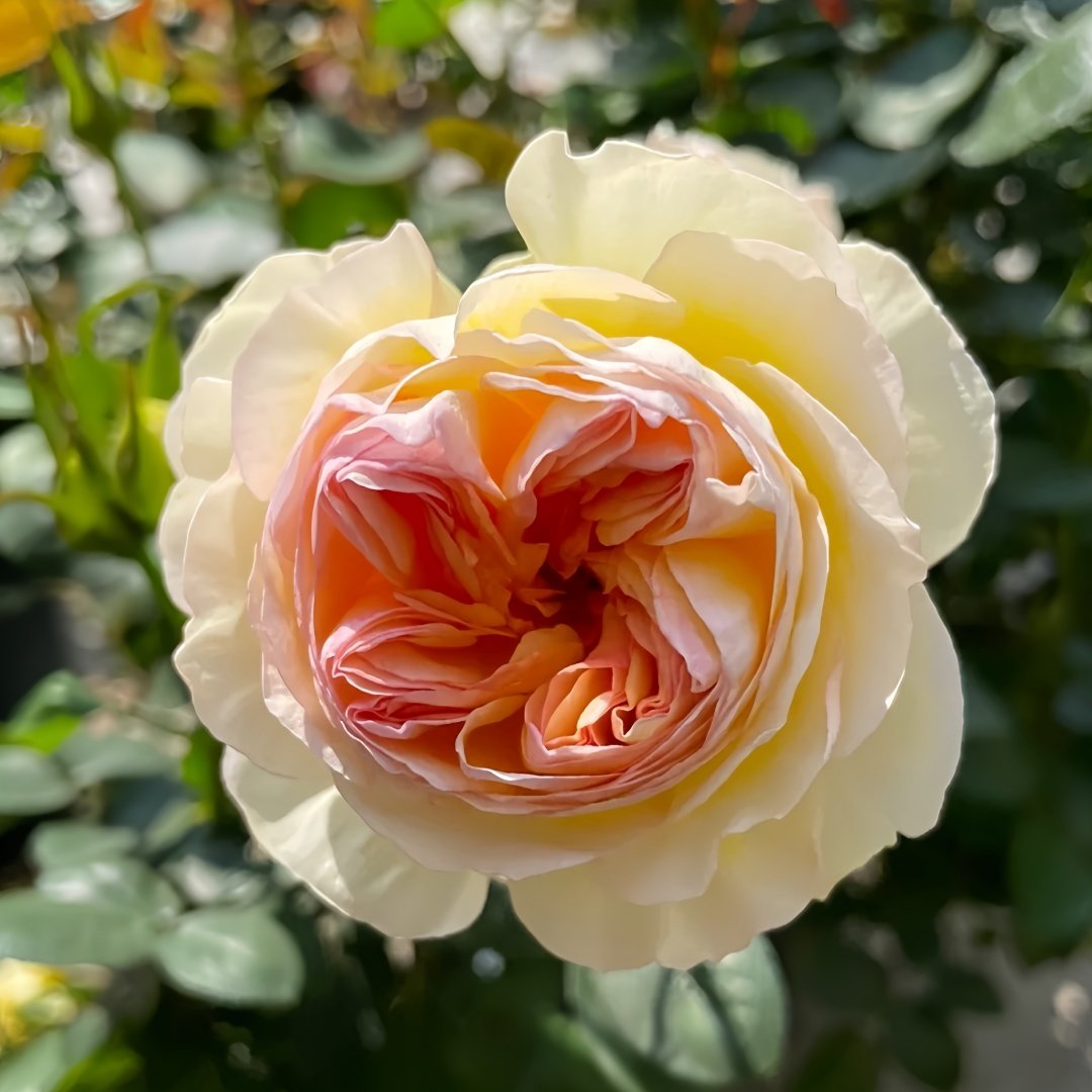 Kagerou Rose Plant｜蜉蝣 image 5