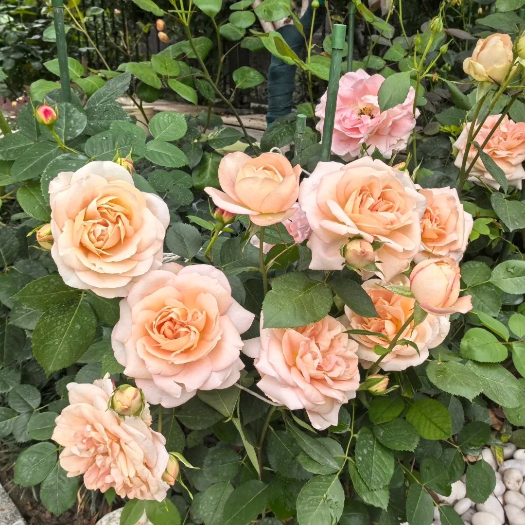 Yves Classical perfume Rose Plant|伊芙古典香水 image 5