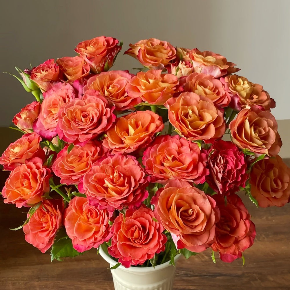 Gypsy Curiosa Rose Plant｜吉普赛猎奇 image 9