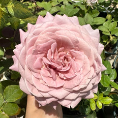 Memoire Rose Plant｜回忆录 image 1