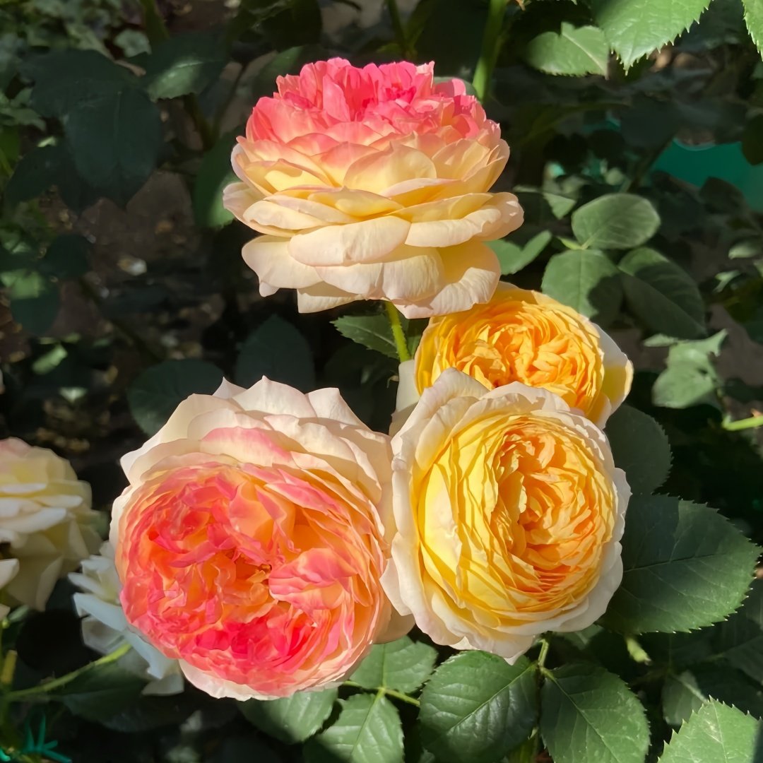 Rosomane Janon Rose Plant | 罗曼尼詹森 image 5