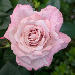 MEIvanae Rose Plant｜里昂优雅 image 2