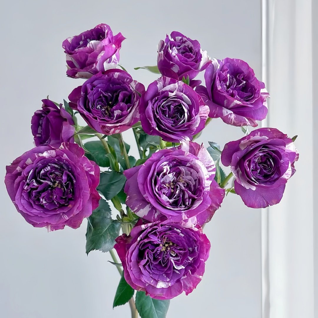 Scented Jewel Rose Plant|芬芳宝石 image 1