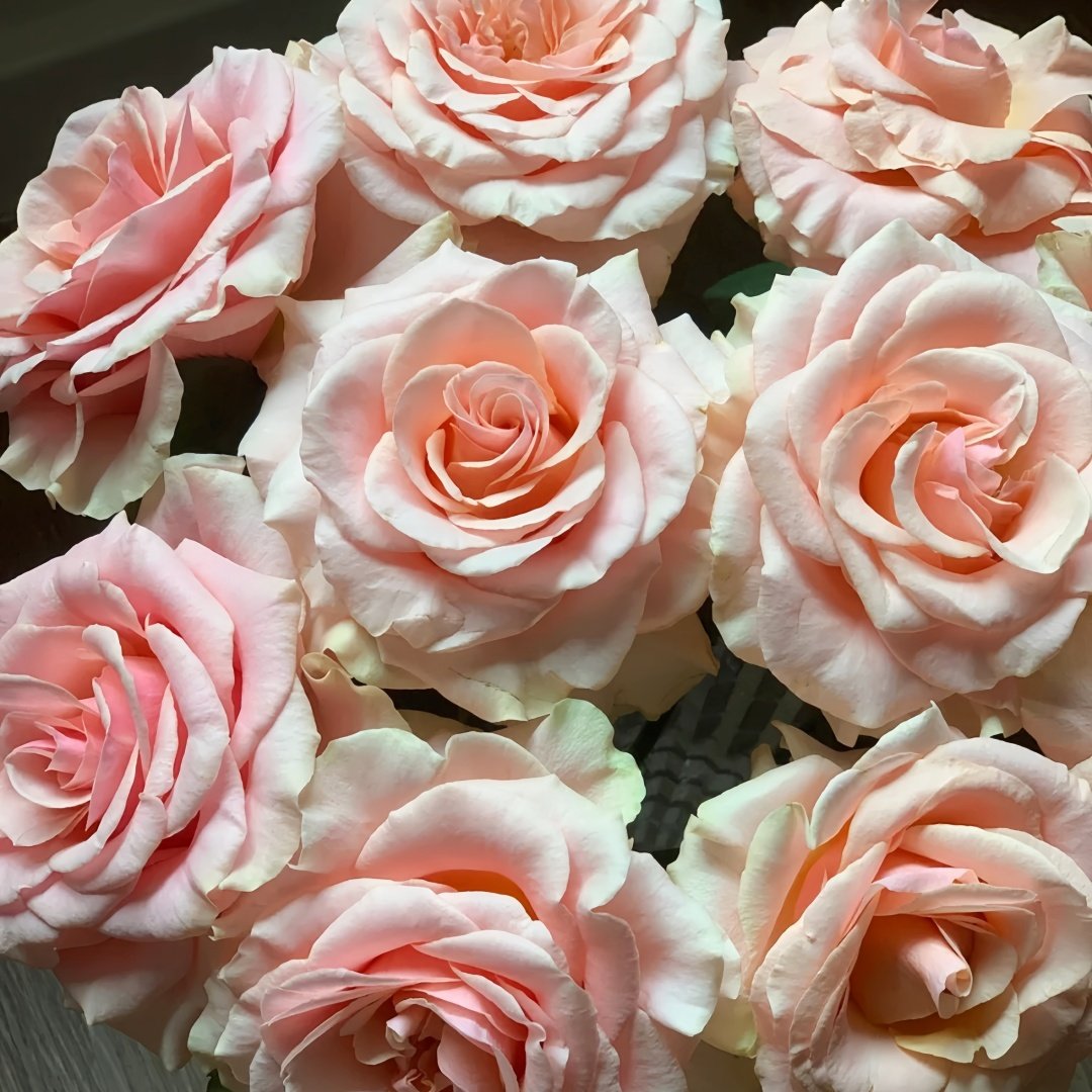 Paul Ricard Rose Plant｜保罗理查德 image 8