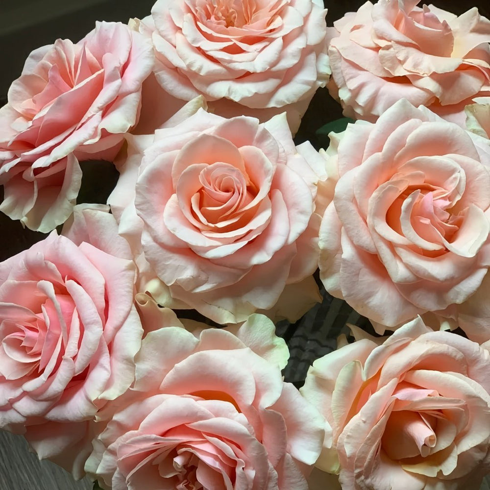 Paul Ricard Rose Plant｜保罗理查德 image 8