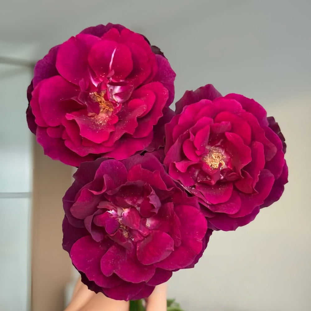 Louis XIV Rose Plant ｜路易十四 image 8