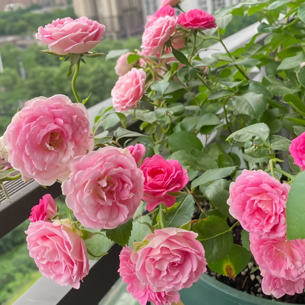 Rouge Rose Plant｜胭脂扣 image 5