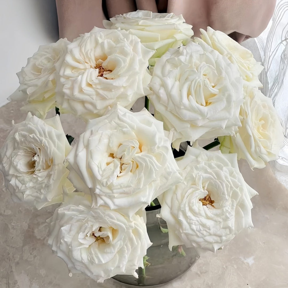 White Candlelight Rose Plant | 白烛光 image 4