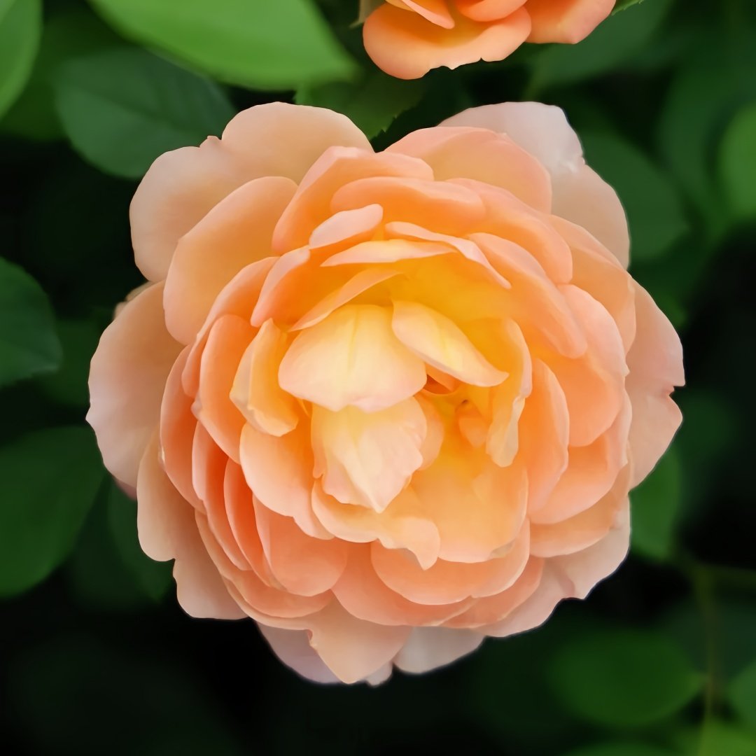 Lady Of Shalott Rose Plant | 夏洛特夫人 image 1