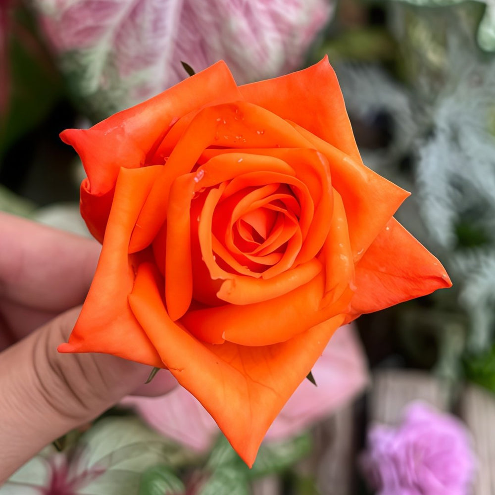 Voodoo Rose Plant｜巫术 image 3