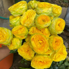 Sunny Trendsetter Rose Plant｜阳光潮流 image 3