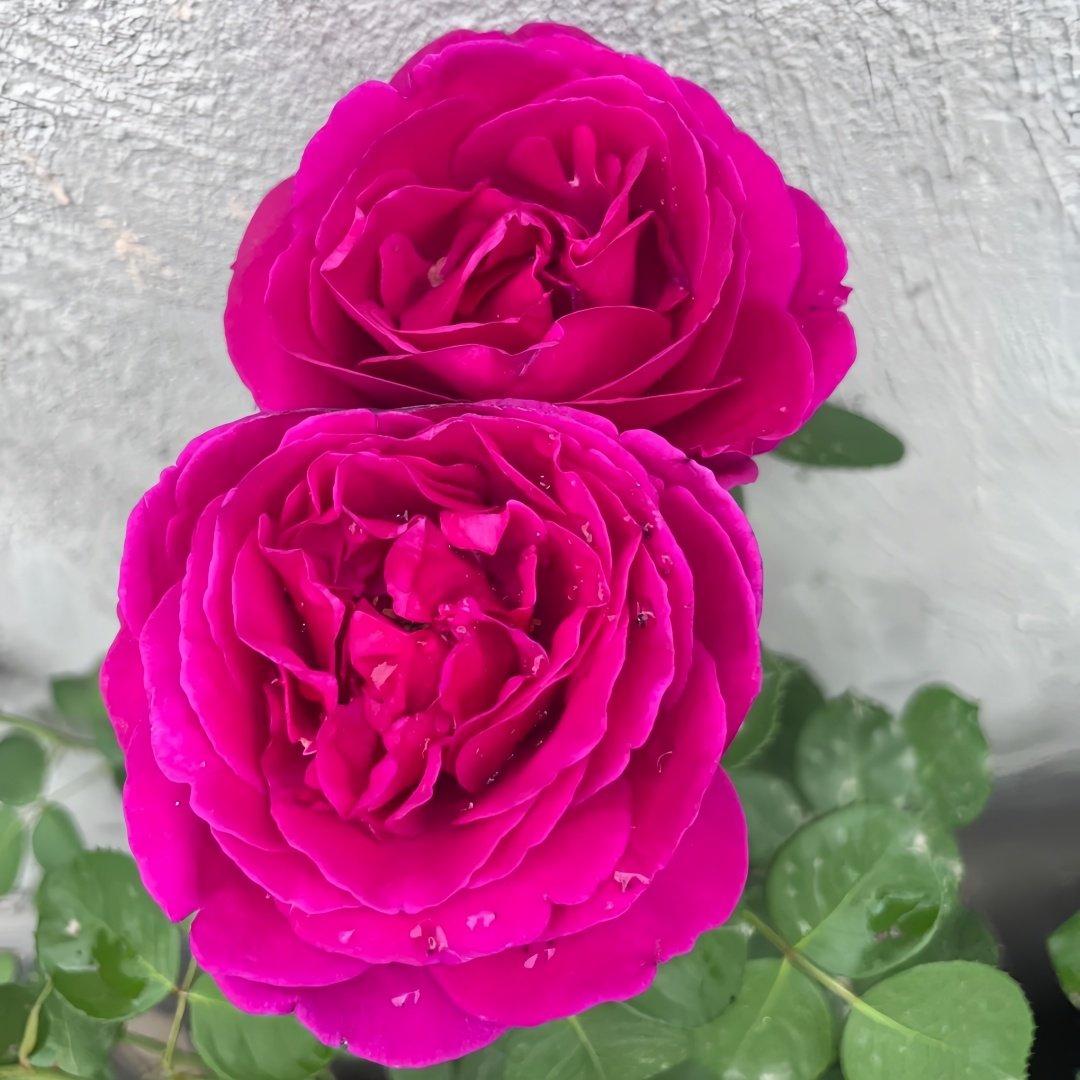 Fur Elise Rose Plant｜致爱丽丝 image 5