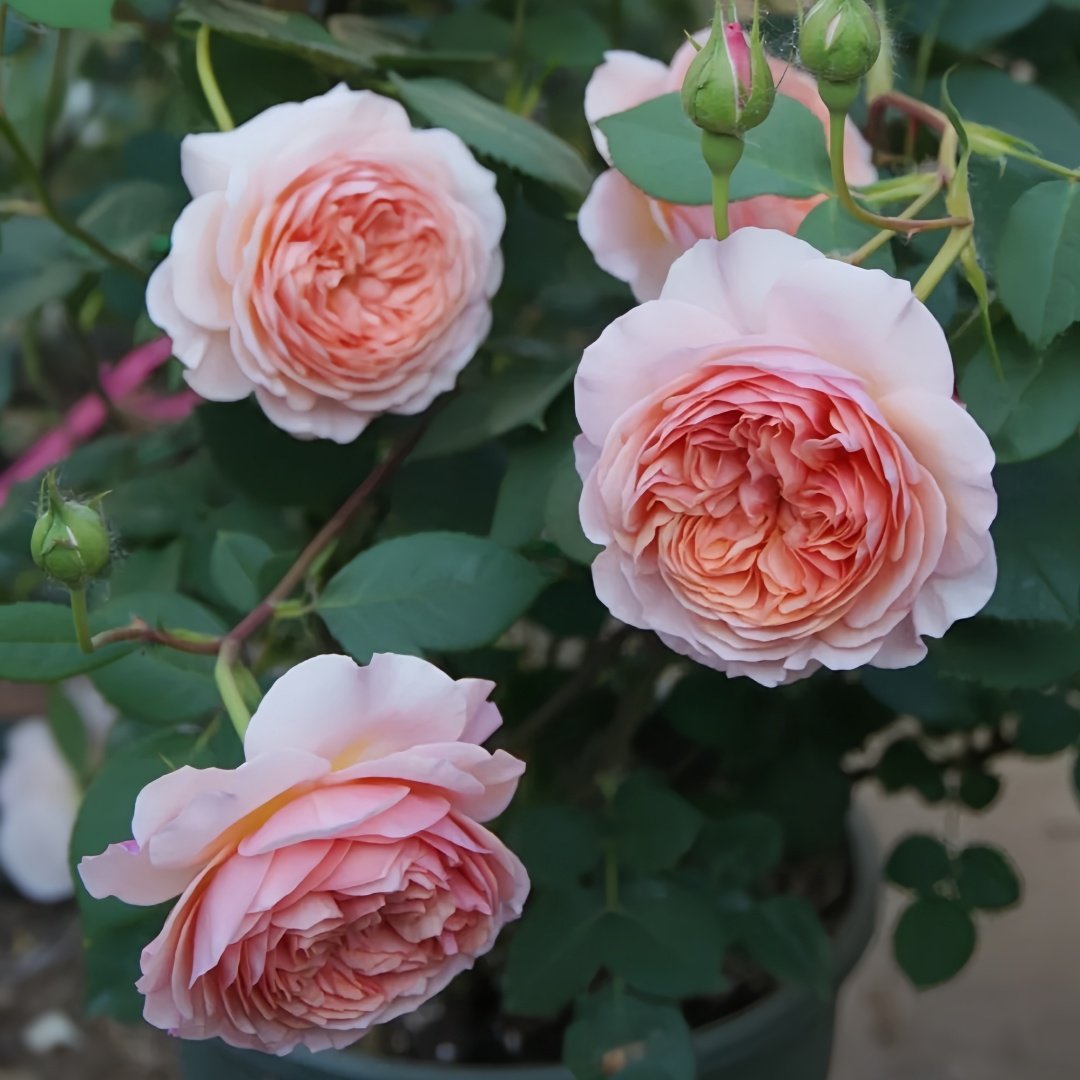 William Morris Rose Plant|威廉莫里斯 image 5