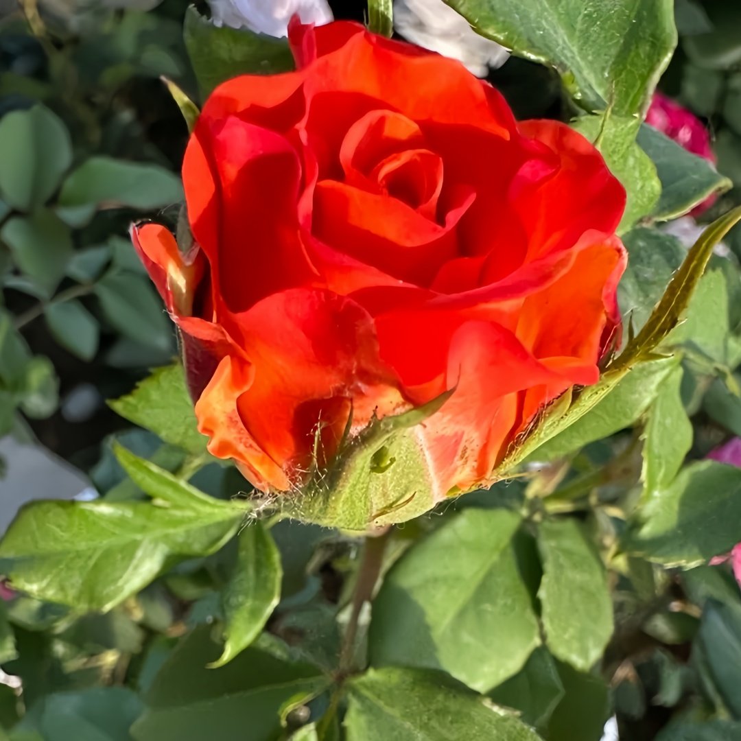 Copacabana Rose Plant｜卡巴酷吧拉 image 4