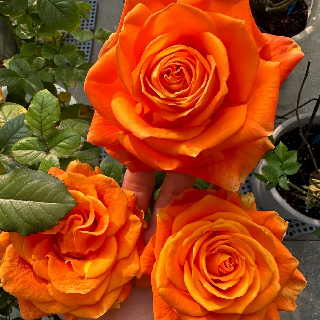 Kings Day Rose Plant｜国王日 image 6