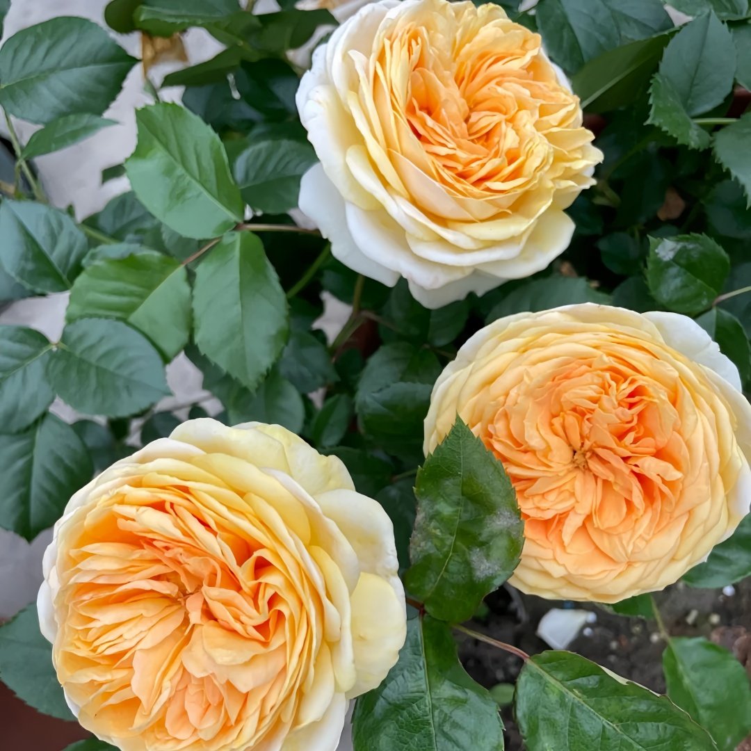 Chippendale Gold Rose Plant|金色音乐厅 image 5