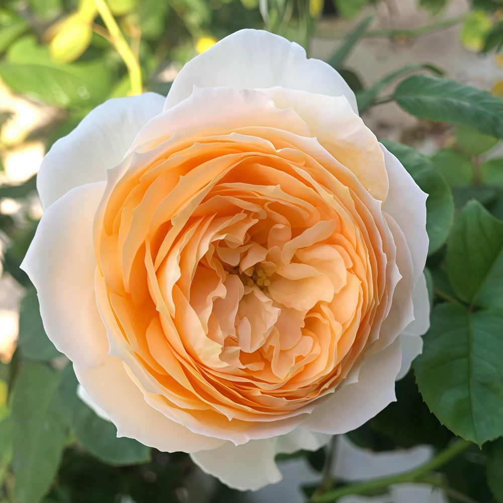 Emma woodhouse Rose Plant｜艾玛伍德度假屋 image 6