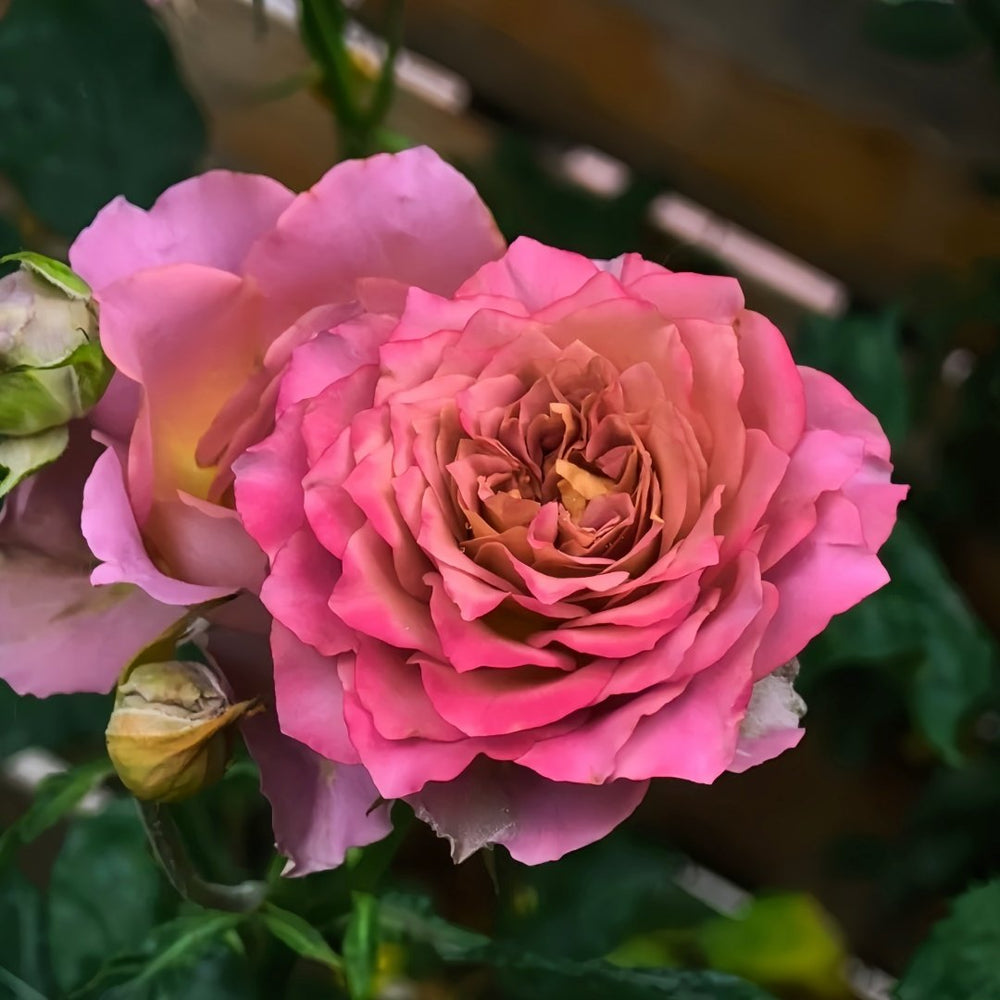 Thé nature Rose Plant|英伦节拍 image 3