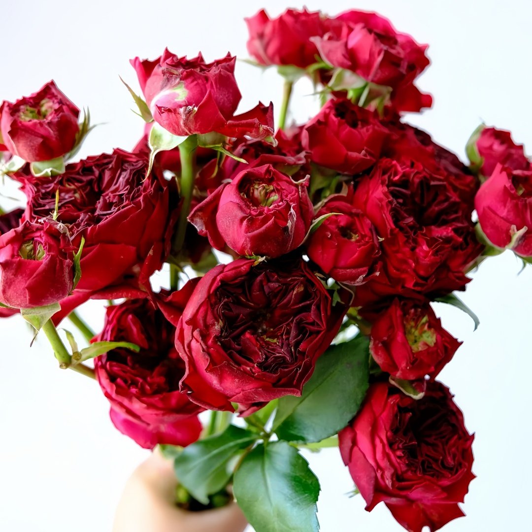 Frozen Summerhouse Rose Plant|冰雪山庄 image 1