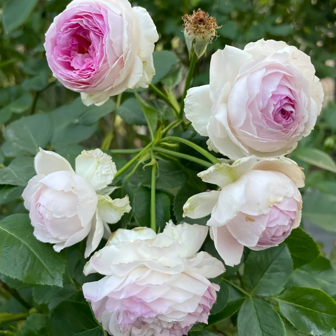 Vesalius Rose Plant｜维萨里 image 8