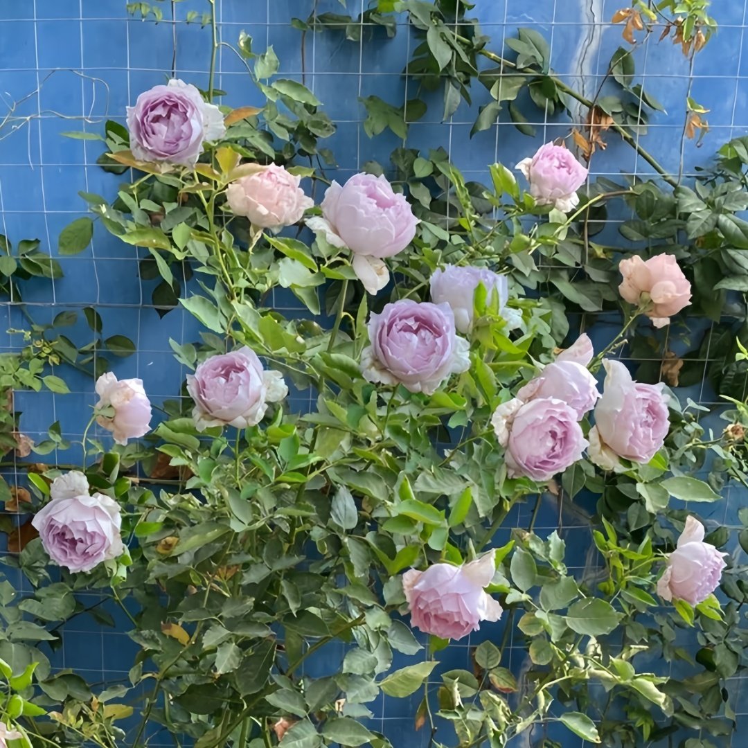 Lucifer Rose Plant｜路西法 image 8