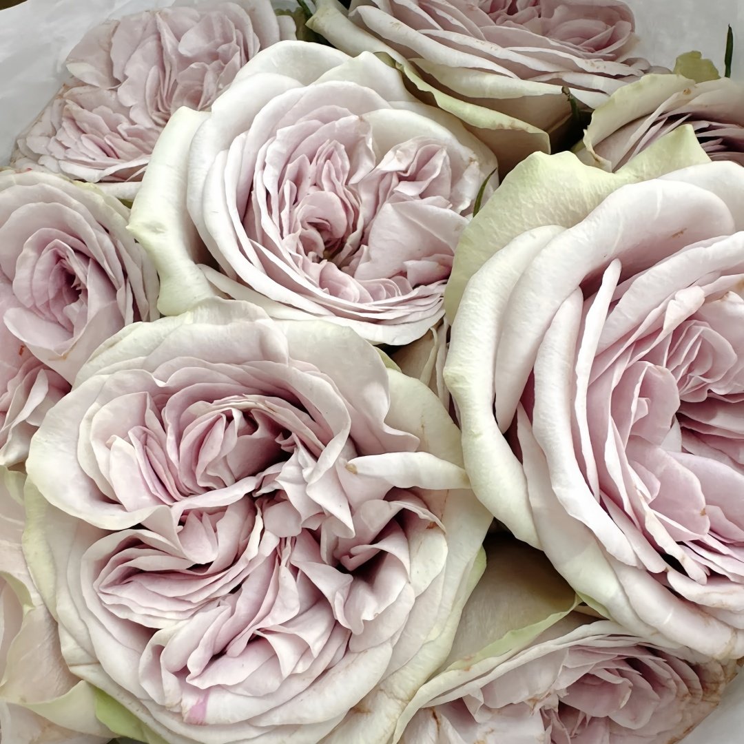 Silvermine Rose Plant|银矿 image 1