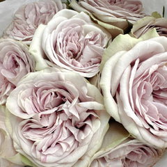 Silvermine Rose Plant|银矿 image 1
