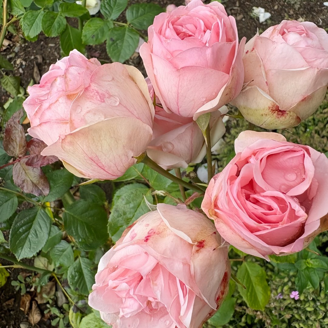 Charming Piano Rose Plant | 妩媚钢琴 image 5