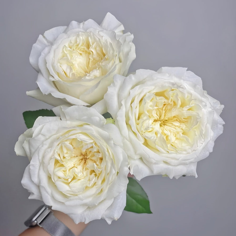 Nozari Rose Plant｜诺莎莉 image 2