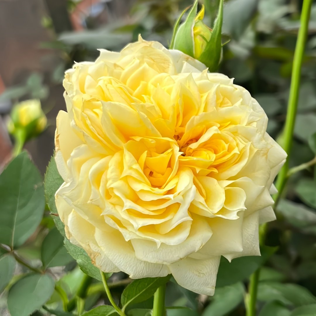 Sunny antike Rose Plant|阳光古董 image 4