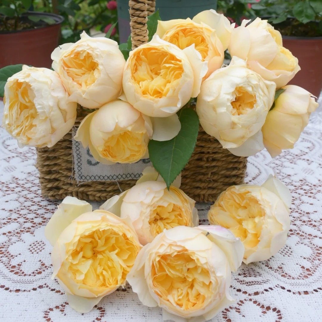 Bird Chirp Rose Plant|雀啾 image 3