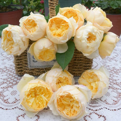Bird Chirp Rose Plant|雀啾 image 3