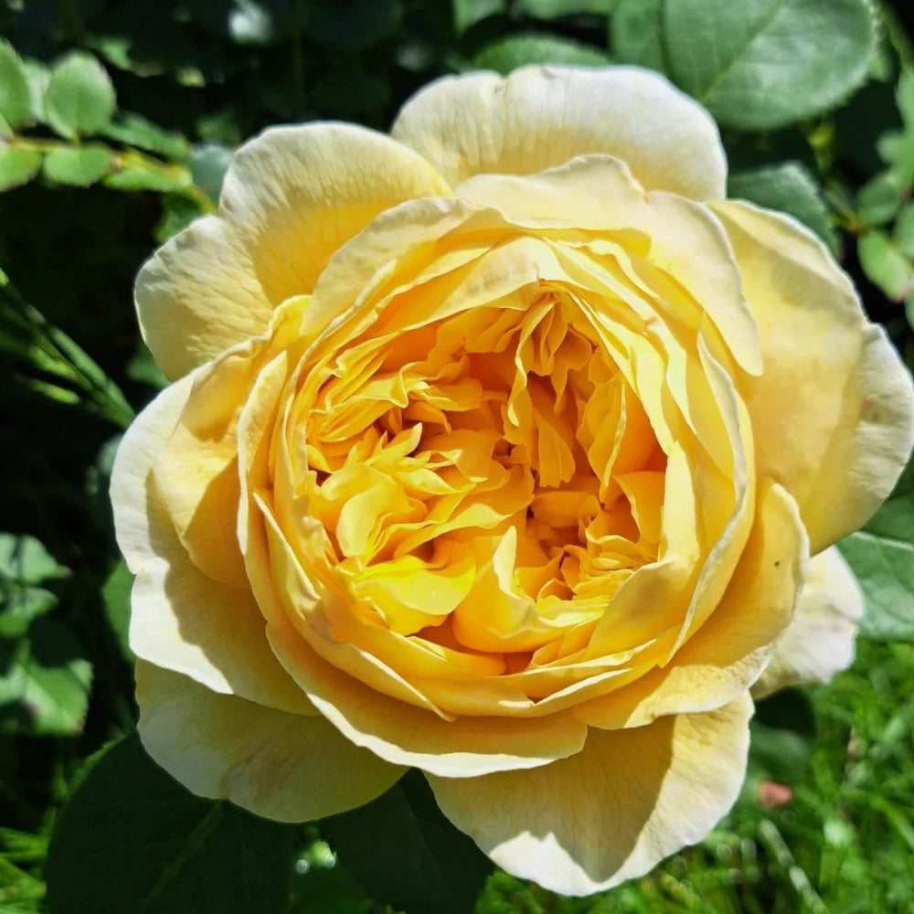 Charles Darwin Rose Plant | 查尔斯达尔文 image 7