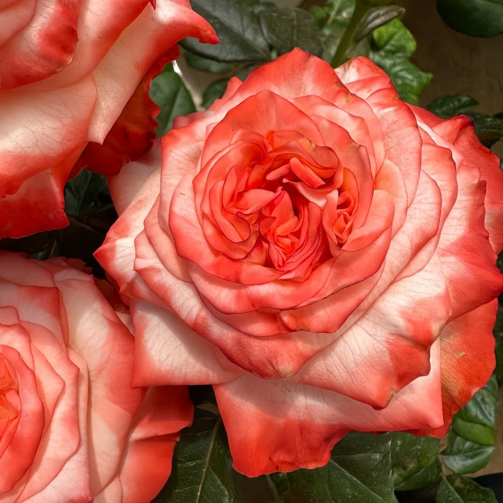 Farfalla Rose Plant｜法尔法拉 image 5