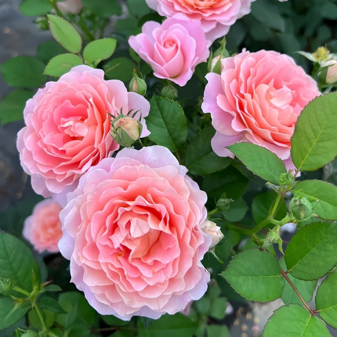 Zhiqiu Rose Plant|知秋 image 6