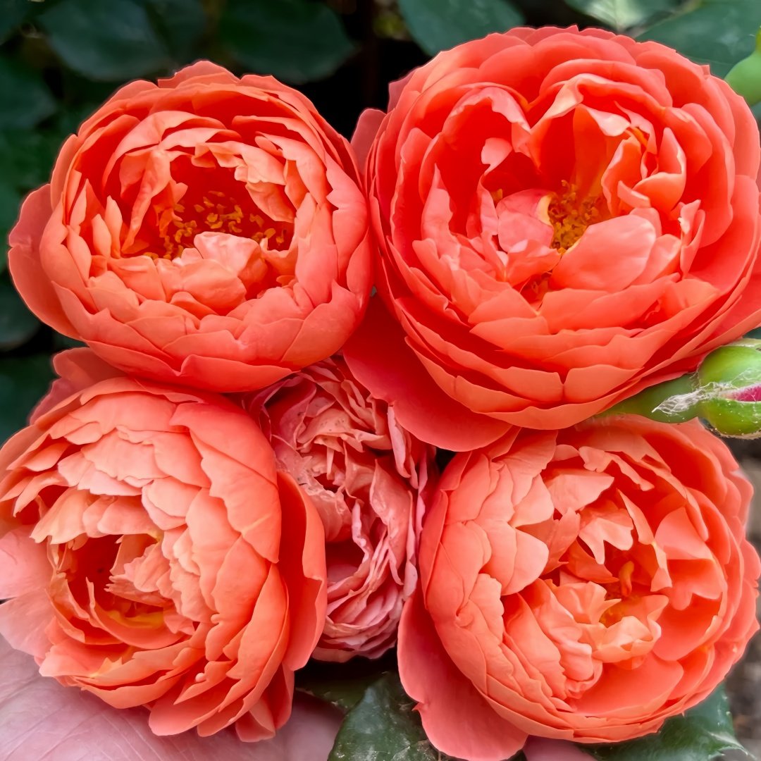 Chi Yan Rose Plant|炽焱 image 6