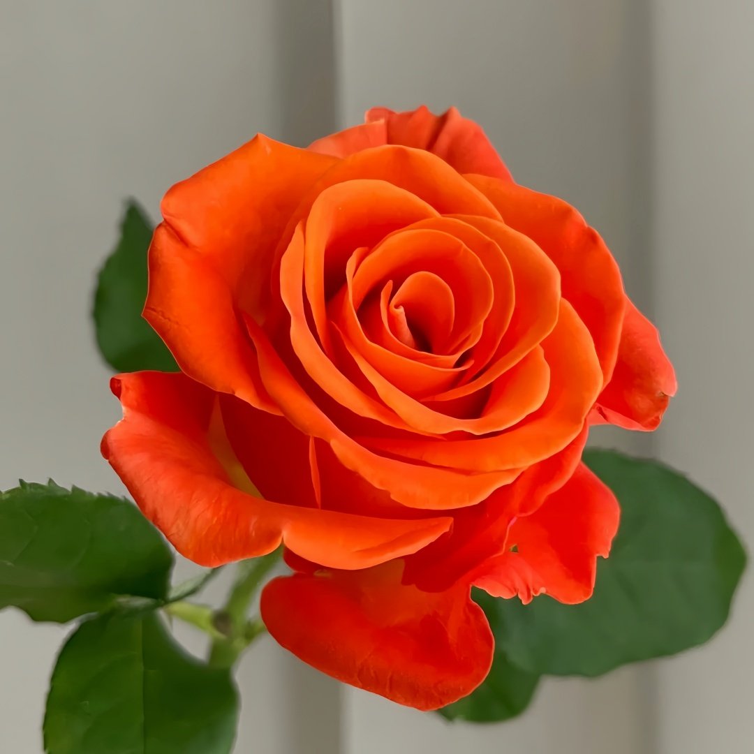 Orange Party Rose Plant|金色交响曲 image 2