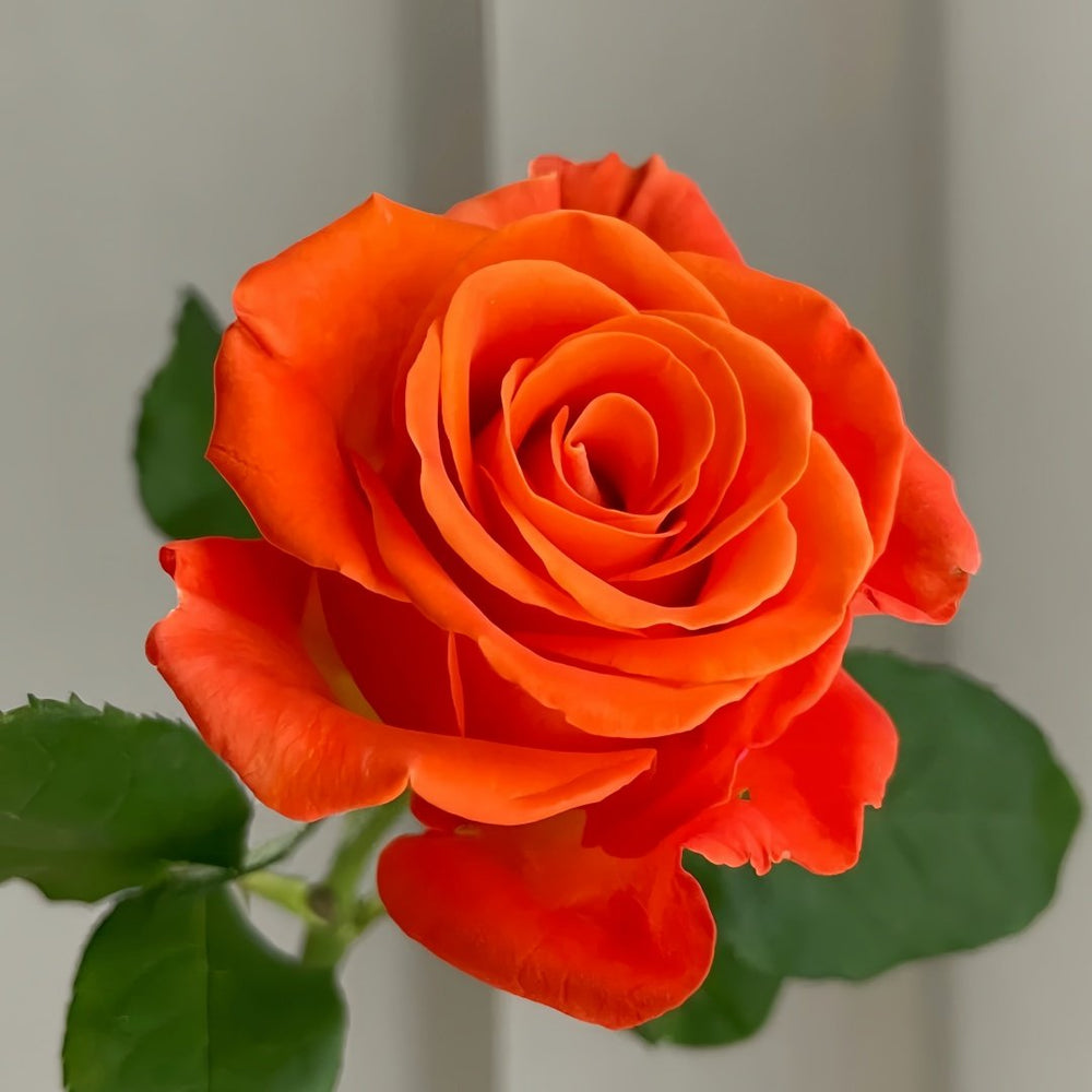 Orange Party Rose Plant|金色交响曲 image 2