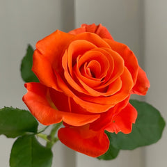 Orange Party Rose Plant|金色交响曲 image 2