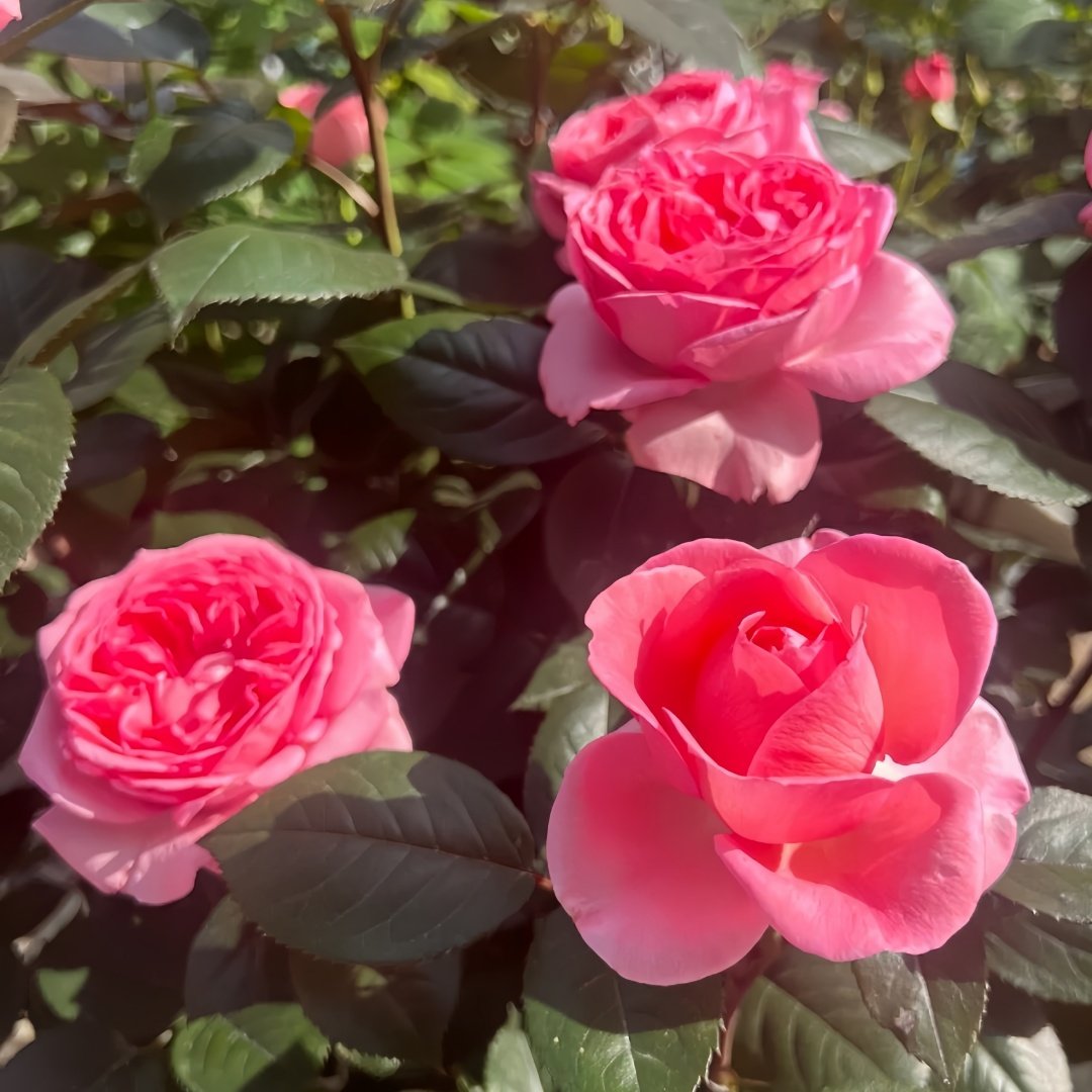 Fragonard Rose Plant | 花宫娜 image 7